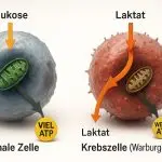 Der Warburg-Effekt: Wie Sauerstoffmangel unsere Zellen zu Krebszellen macht